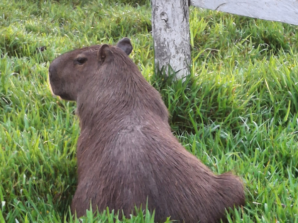 Chiguire o Capibara